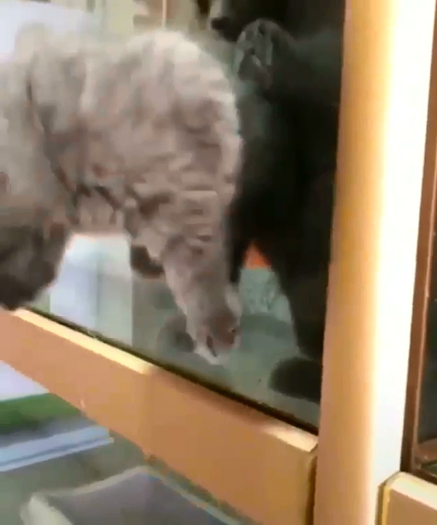 为什么说猫咪是水做的，这位老板告诉你原因：猫粮还在，猫没了