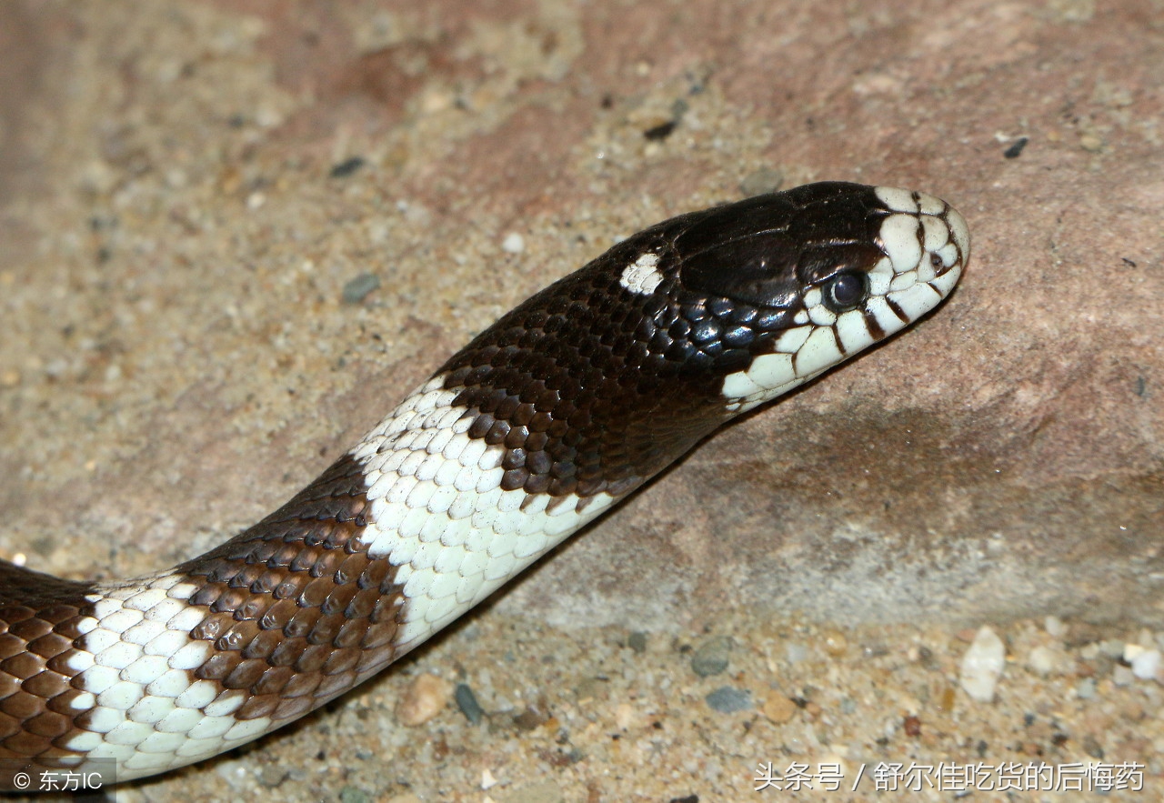 被银环蛇咬伤如何自救动漫演示,被银环蛇咬伤怎么处理