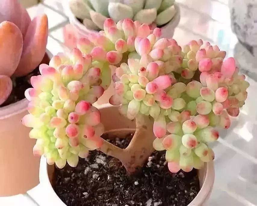 多肉植物夏天烂根了咋办,夏天多肉植物烂根怎么回事