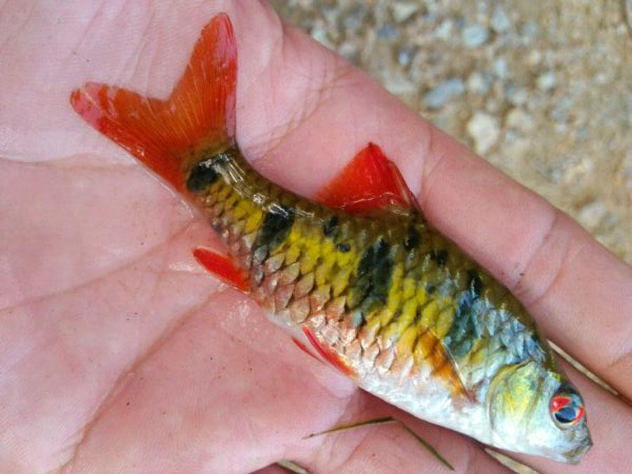 溪流钓常见的鱼,野钓常见的小鱼