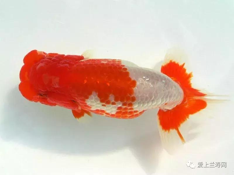 日本土佐金鱼图片大全,日本金鱼品种大全