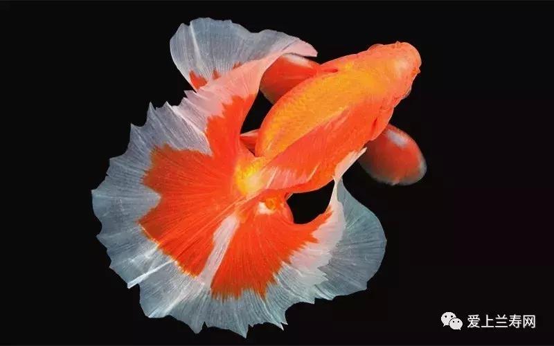 日本金鱼品种大全,日本东京金鱼多少钱一条