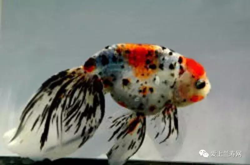 日本金鱼品种大全,日本东京金鱼多少钱一条