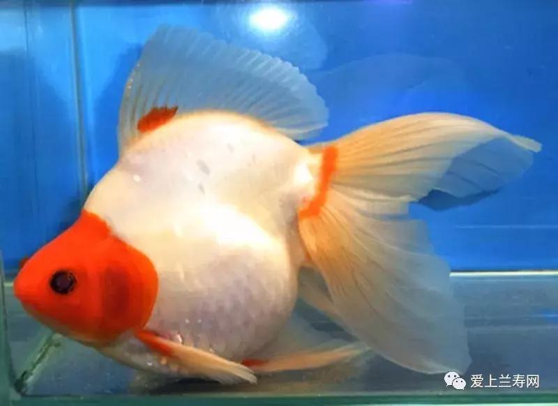 日本金鱼品种大全,日本东京金鱼多少钱一条