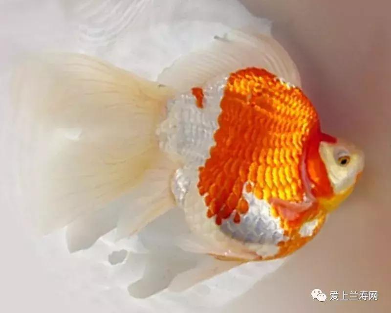 日本金鱼品种大全,日本东京金鱼多少钱一条