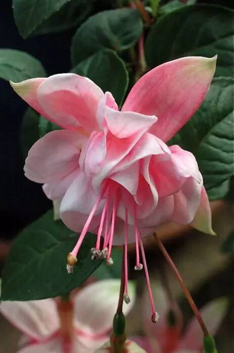 倒挂*钟金**ll彩燕翻飞欲向空，曼妙多姿醉*钟金**