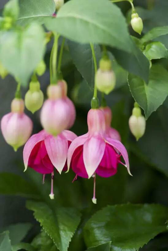 倒挂*钟金**ll彩燕翻飞欲向空，曼妙多姿醉*钟金**