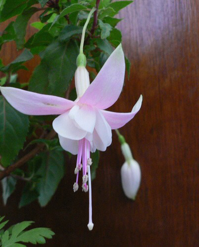 倒挂*钟金**ll彩燕翻飞欲向空，曼妙多姿醉*钟金**