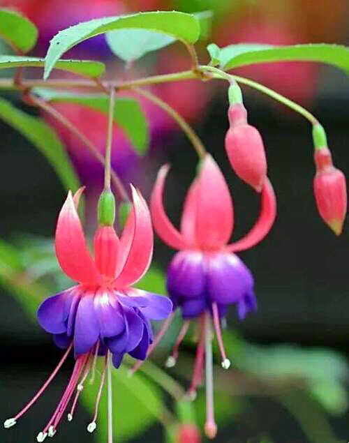 倒挂*钟金**ll彩燕翻飞欲向空，曼妙多姿醉*钟金**