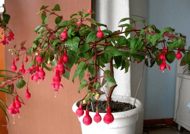 倒挂*钟金**ll彩燕翻飞欲向空，曼妙多姿醉*钟金**