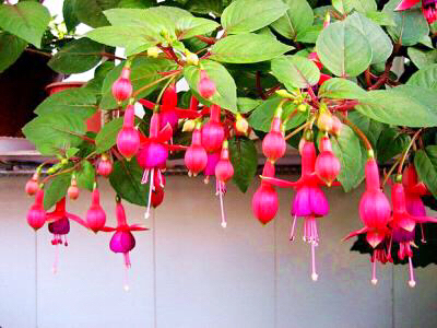 倒挂*钟金**ll彩燕翻飞欲向空，曼妙多姿醉*钟金**