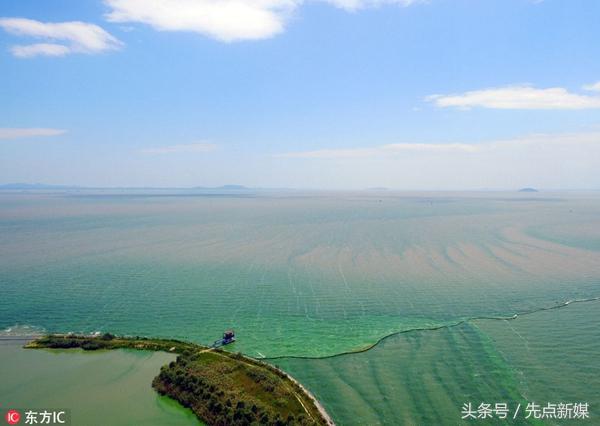 夏季巢湖西北岸蓝藻集中的原因,高温天气巢湖蓝藻爆发