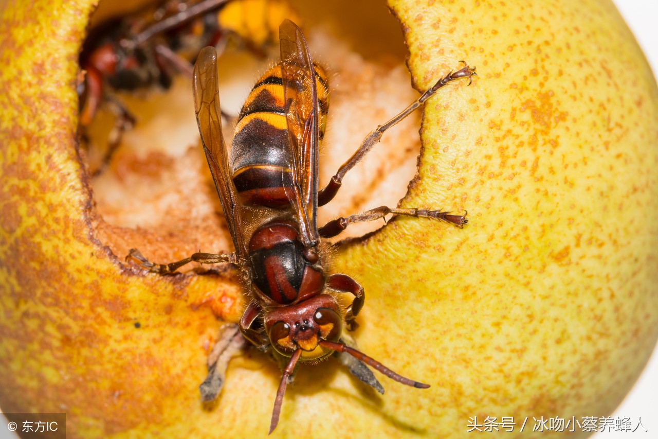 中华蜜蜂如何抵御马蜂的进攻呢，养蜂人又能做什么来帮助蜜蜂呢
