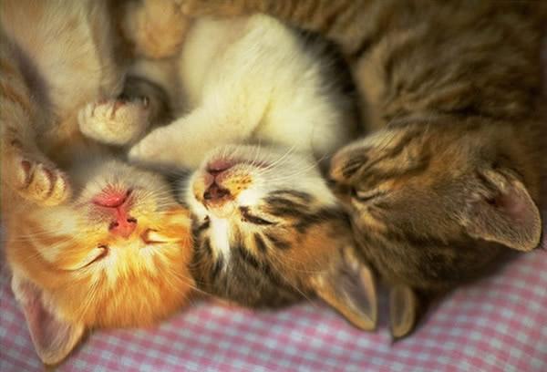 猫咪驱虫用大宠爱好还是福来恩好,猫咪体外驱虫和体内驱虫多久一次