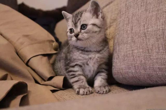 养猫咪驱虫药怎么用,养猫咪怎么预防寄生虫