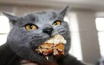 猫咪驱虫用大宠爱好还是福来恩好,猫咪体外驱虫和体内驱虫多久一次