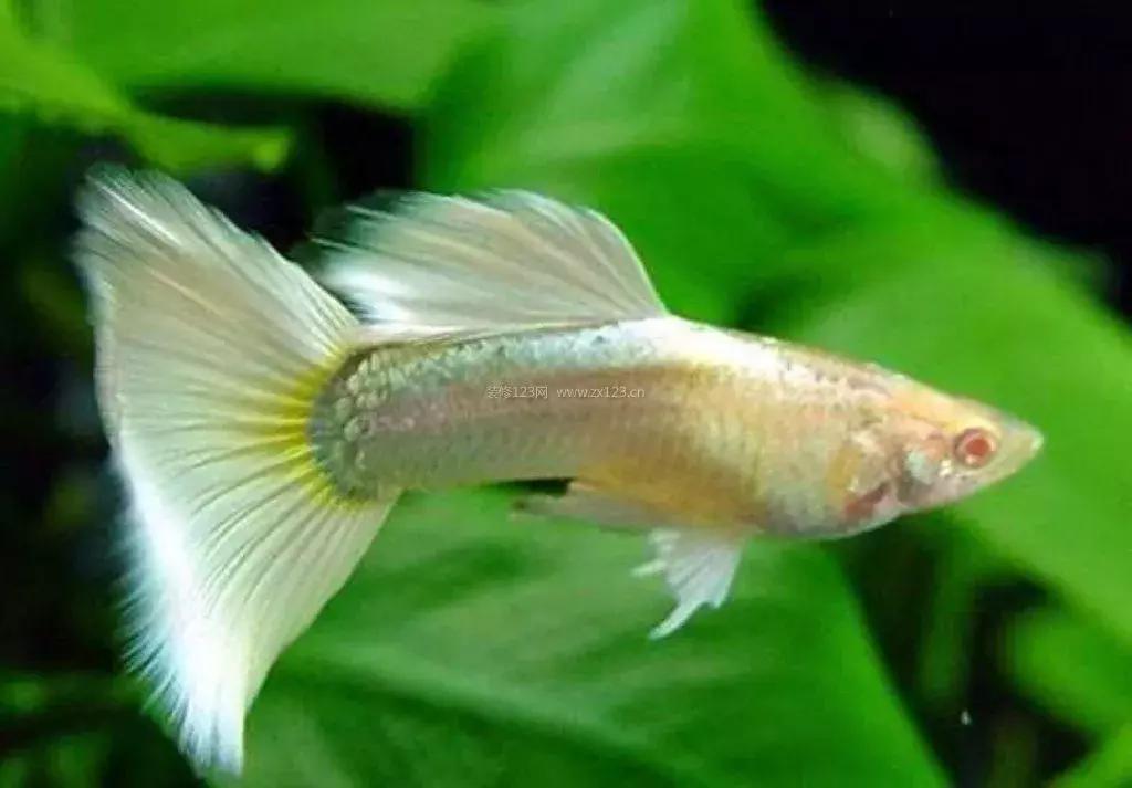 新手养孔雀鱼该给他们什么吃好,孔雀鱼尾巴开叉能自愈吗