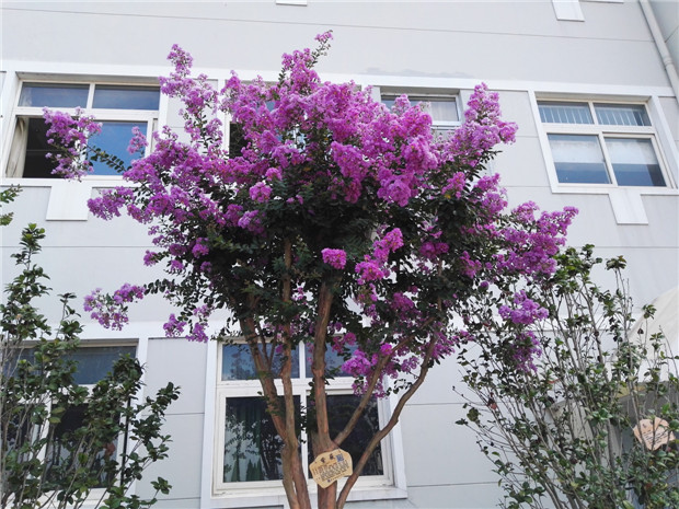 淮安外国语学校：美丽的淮外欢迎您，开放的淮外等待您