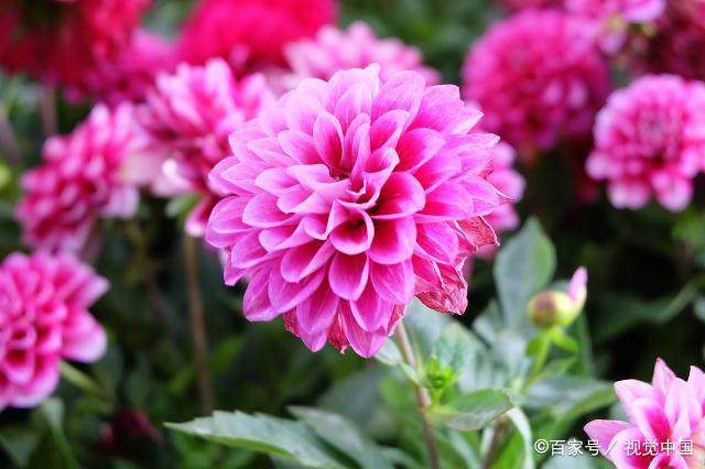 新种植的大丽花打蔫儿怎么办,做到这几点是关键