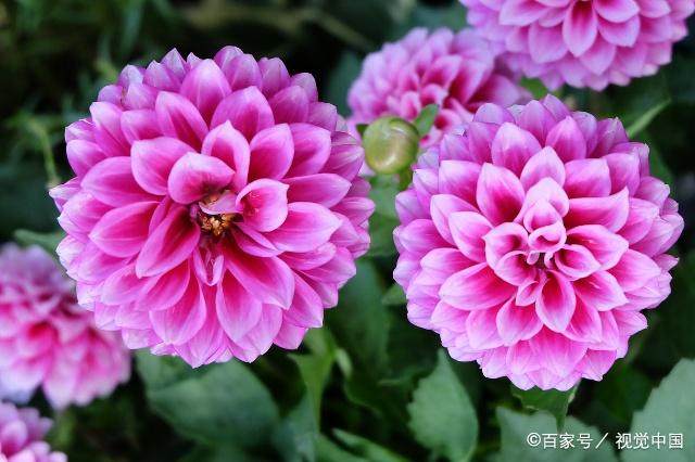 新种植的大丽花打蔫儿怎么办,做到这几点是关键