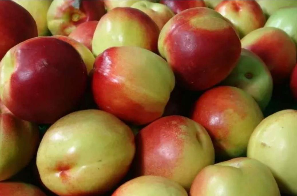 枣油桃产地优点,枣油桃产品介绍