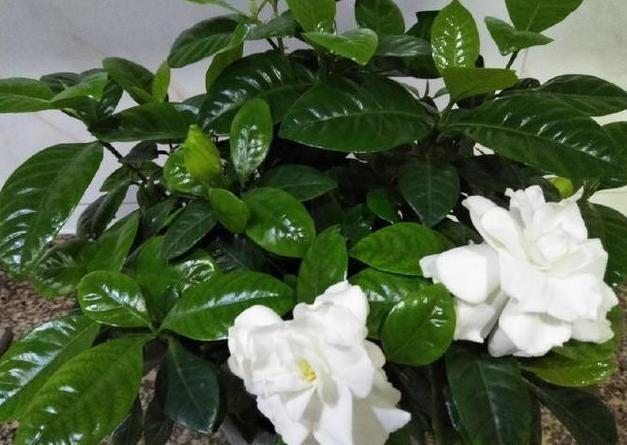 养护花草遇到哪些问题,花卉养护注意事项有哪些