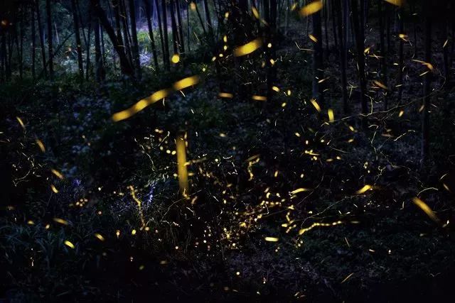 莫干山萤火虫基地住宿,莫干山云起萤光水森林萤火虫基地