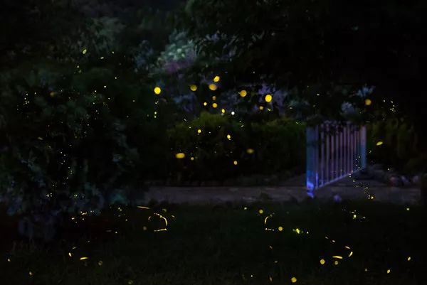 莫干山萤火虫基地住宿,莫干山云起萤光水森林萤火虫基地