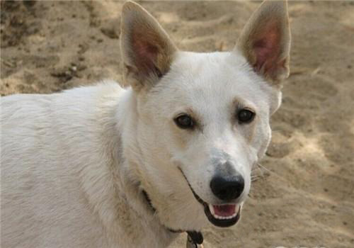 高冷的贵宾犬,高冷的秋田犬