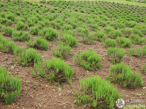北海道札幌的散步之旅,日本北海道小樽旅游攻略