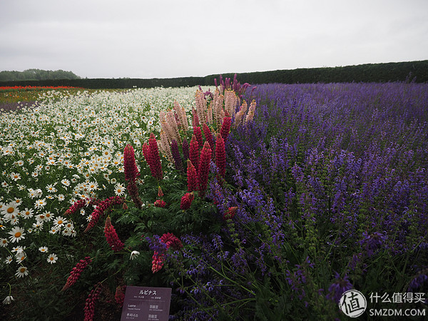 北海道札幌的散步之旅,日本北海道小樽旅游攻略