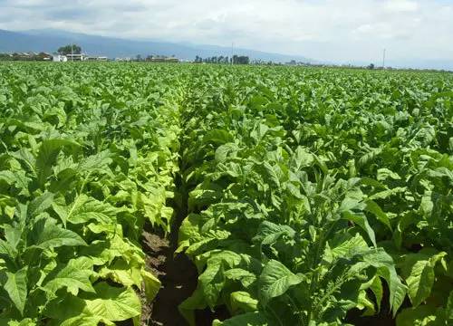 万能药芸苔素内酯,芸苔素内酯可以连续用吗