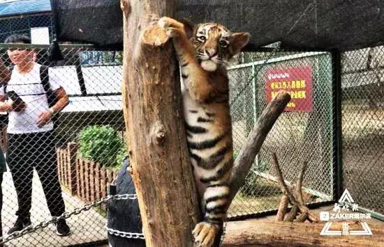 哈尔滨之夏游玩攻略,迷人的哈尔滨之夏音乐会