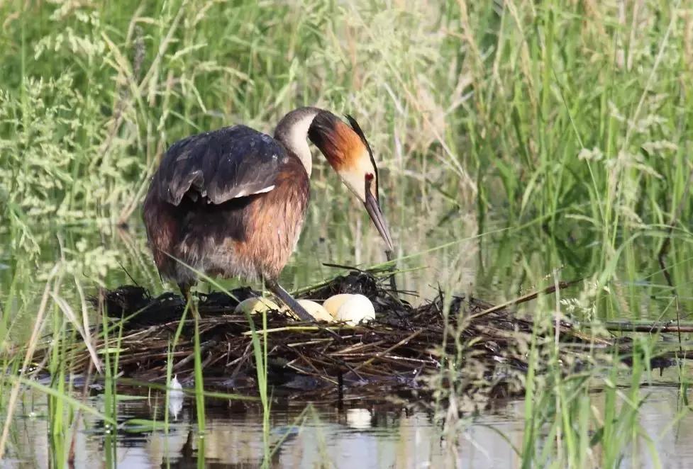 哈尔滨之夏游玩攻略,迷人的哈尔滨之夏音乐会