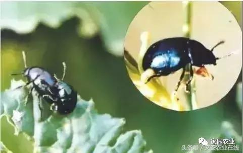 五种诱捕蔬菜害虫的技术措施,蔬菜常见的害虫有哪些