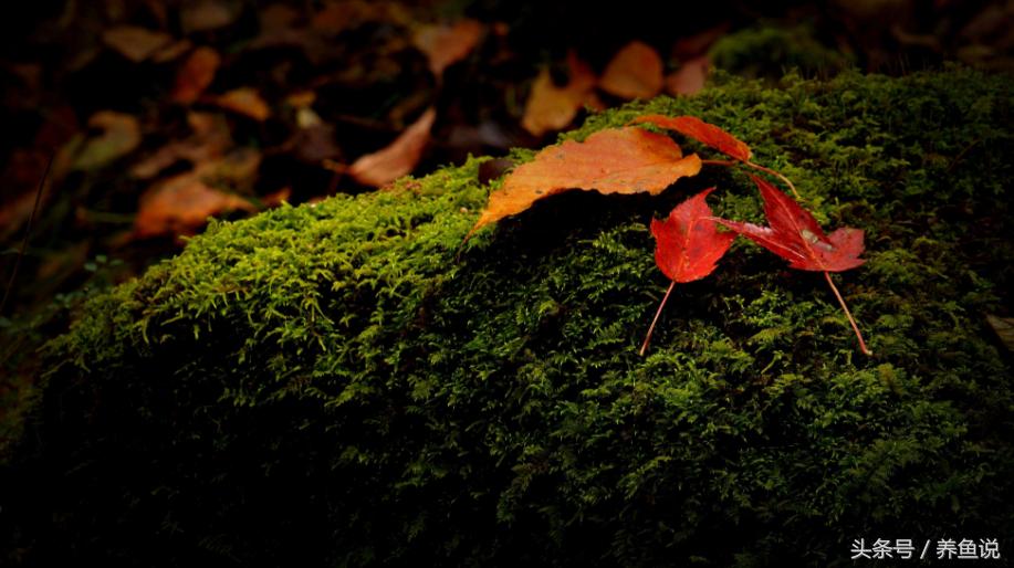 观赏鱼缸里长青苔了怎么办？别急着除掉，它有这3点好处