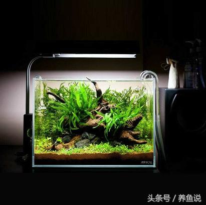 观赏鱼缸里长青苔了怎么办？别急着除掉，它有这3点好处