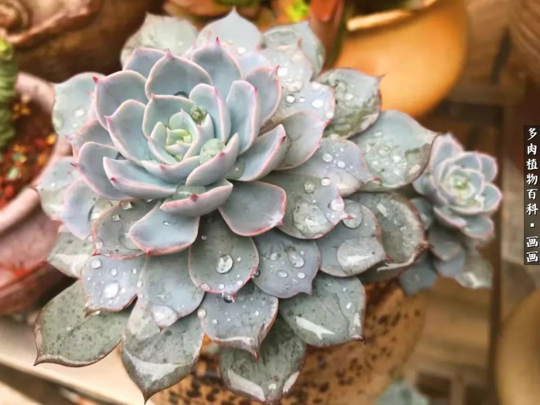 鍒氬ソ閬囪浣犵編濂虫埛澶栫増,鍒氬ソ閬囪澶氳倝