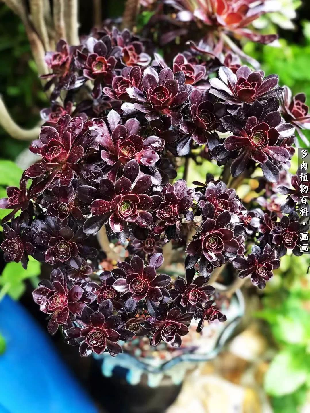 鍒氬ソ閬囪浣犵編濂虫埛澶栫増,鍒氬ソ閬囪澶氳倝