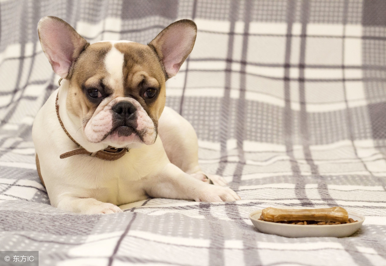 宠物狗增肥最快方法,宠物狗太瘦了怎么补充营养