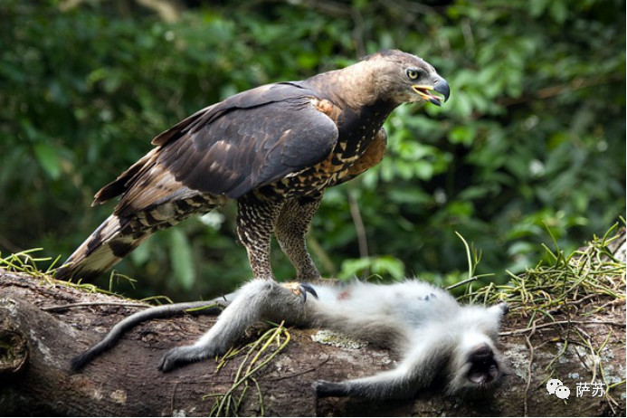 印度为啥这么不待见“中国龙”？背后牵出一段跨国三角恋爱诱拐案