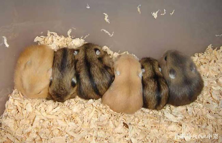 新手养仓鼠养什么品种的好,新手买仓鼠要买哪个品种