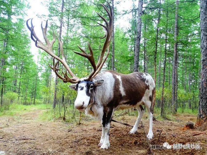 一生总要去一次草原，我的草原自由行之旅