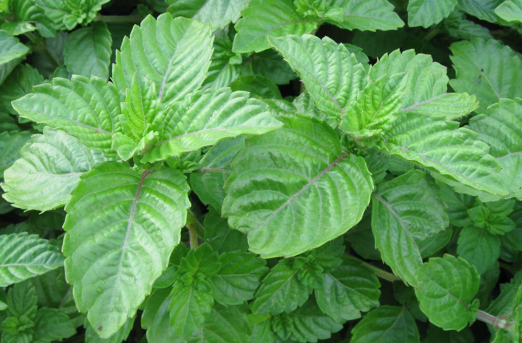 夏日必备甜品烧仙草,大暑吃烧仙草图片