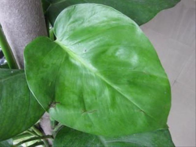 大叶绿萝怎么种植方法和注意事项,大叶绿萝怎么养叶子才多