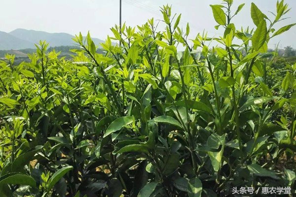 柑橘秋梢的病虫害,柑橘春梢预防什么病虫害