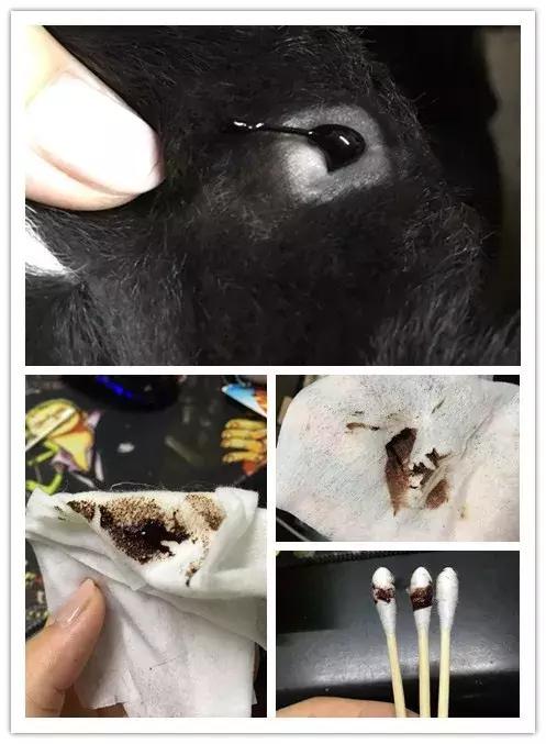 怎么预防荷兰猪囊肿复发,荷兰猪的囊肿怎么在家自行处理