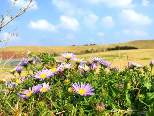 济州柑橘马拉松,济州岛柑橘马拉松