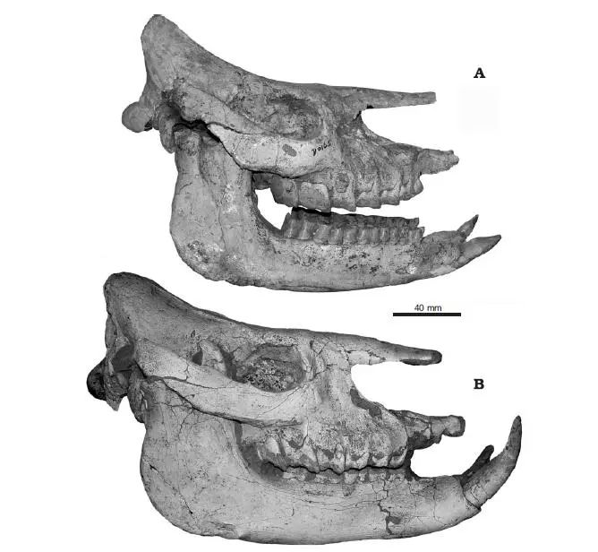 香肠嘴,香肠嘴日常