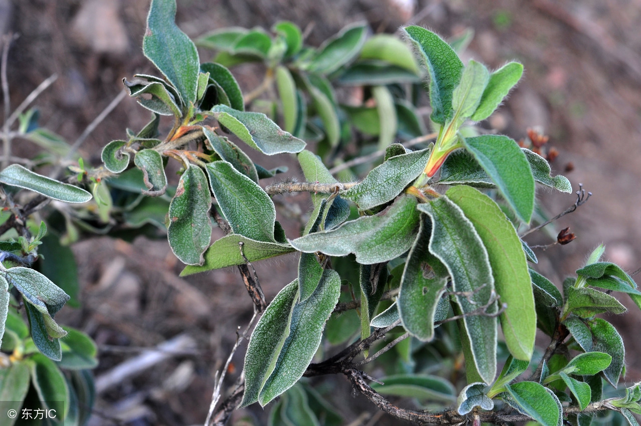 日常常用中药的作用和用法,常用中药药对归纳总结
